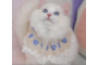 オンライン見学